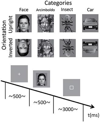 Brain Activity Related to the Judgment of Face-Likeness: Correlation between EEG and Face-Like Evaluation